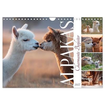 Alpakas - Charmante Begleiter (Wandkalender 2027 DIN A4 quer), CALVENDO Monatskalender