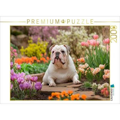 CALVENDO Puzzle Englische Bulldogge im Frühlingsgarten | 2000 Teile Lege-Größe 90x67cm Foto-Puzzle für glückliche Stunden, von , Calvendo Puzzle
