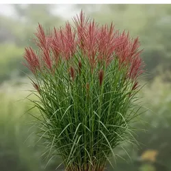 Chinesisches Rispengras – Miscanthus sinensis 'Red Chief'