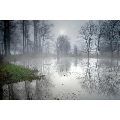 Fototapete PAPERMOON "Geheimnisvoller Wald", bunt, B:4,5m L:2,8m, Vlies, Tapeten
