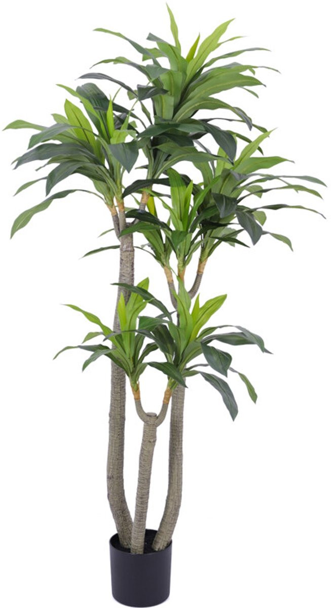 Real Touch Kunstboom Dracaena, 185 cm