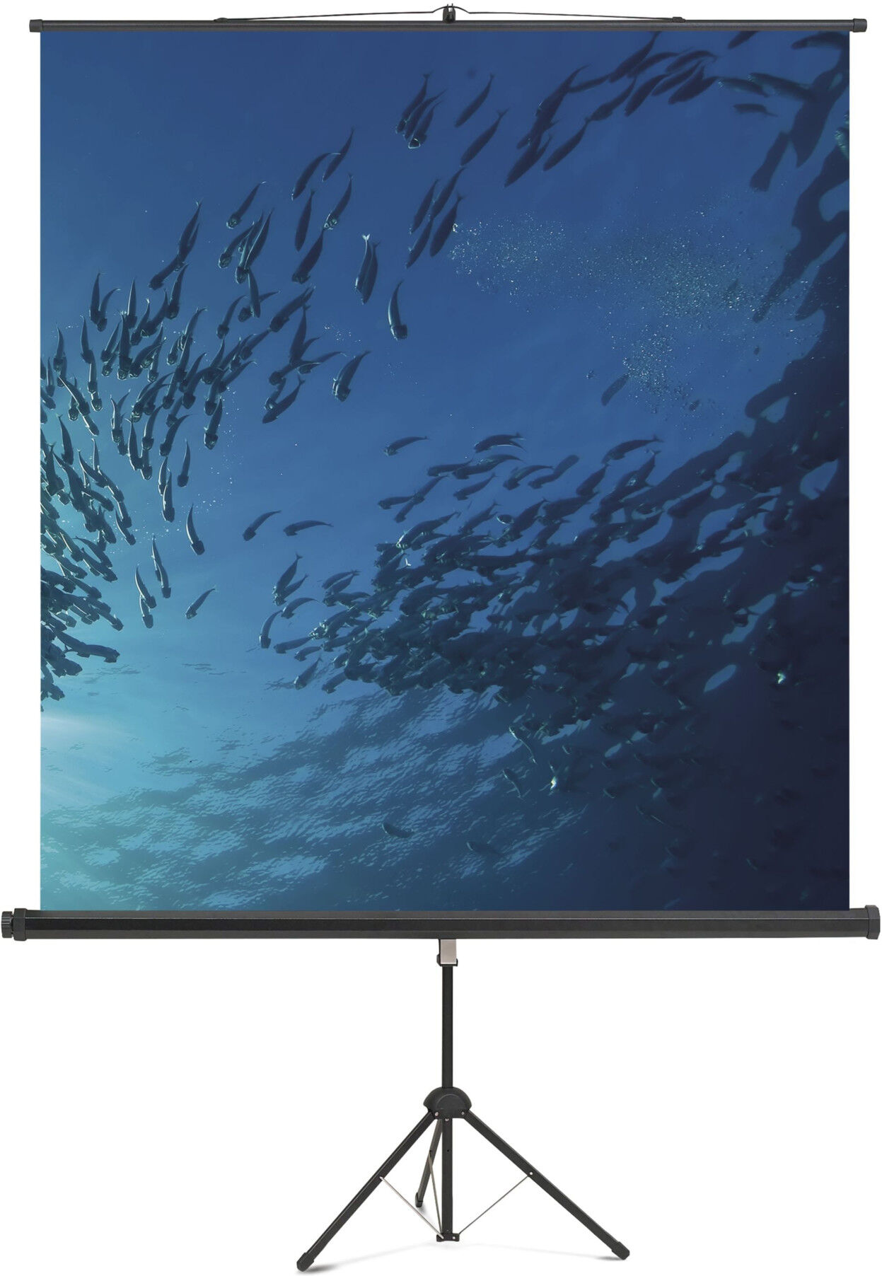Magnetoplan Stativ Leinwand Standard, 1500 x 1500 mm (6100112)