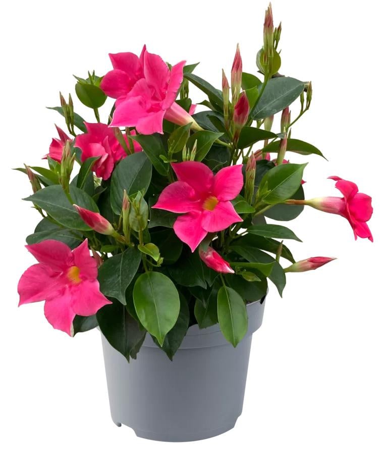 JUNAVERA Dipladenia Diamantina Jade Scarlet Mandevilla - Rode terrasplant - Hoogte: 29 cm, Potdiameter: 10 cm