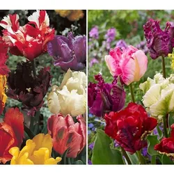 KEYZERS® Tulpen Parrot Mix Rarität 1 Sorte, 25 Zwiebeln
