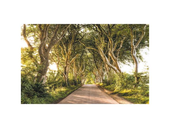 VLIESTAPETE SH057-VD4 GOLDEN HEDGES
