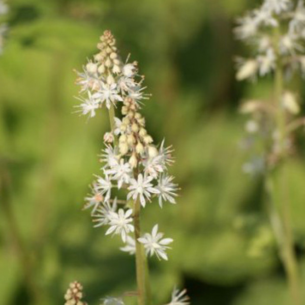 6 x Tiarella wherryi Amerikaanse schuimplant in pot van 9x9 cm door Arborix