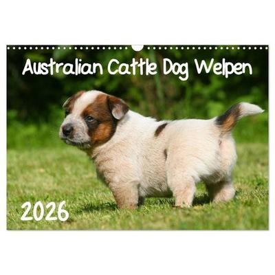 Australian Cattle Dog Welpen (Wandkalender 2026 DIN A3 quer), CALVENDO Monatskalender