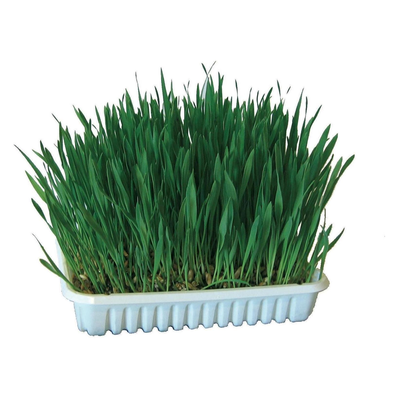 Kerbl Katzengras (Katzengras) (83198)