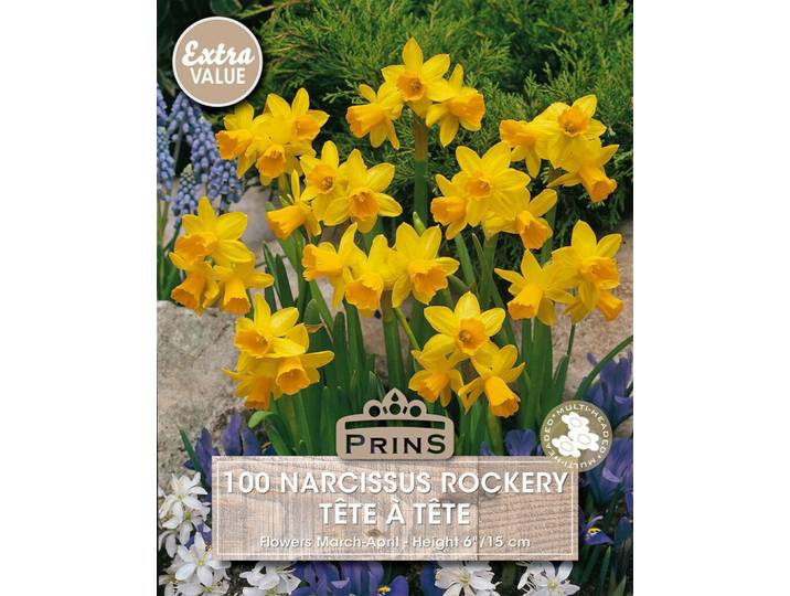Prins narcis Tete a Tete 100 bollen