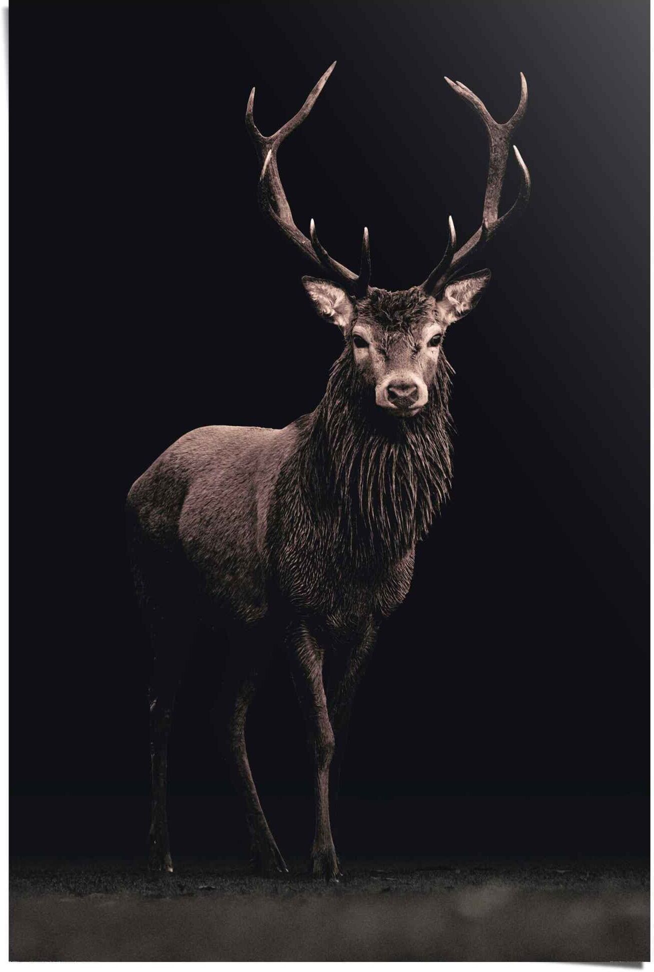 Reinders! Poster REINDERS "Poster Hirsch", braun (farbe bild(er): braun), B:61cm H:91,5cm, Papier, Bilder, Poster farbe bild(er): braun B/H/T: 61cm x 91,5cm, Hirsche, 1 Stk.