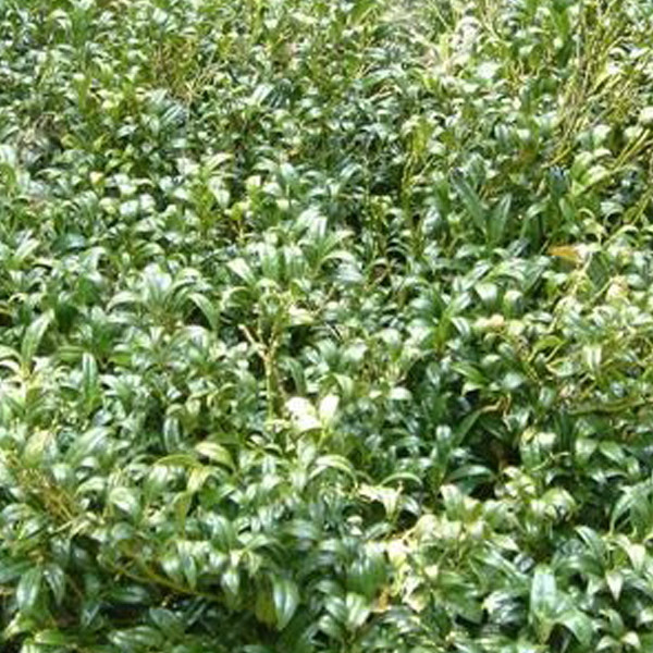2 x Sarcococca hookeriana Himalaya-bessenstruik, 20-25 cm in pot door Arborix