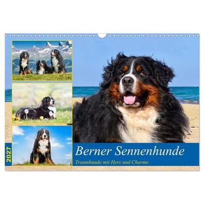 Berner Sennenhunde - Traumhunde mit Charme (Wandkalender 2027 DIN A3 quer), CALVENDO Monatskalender