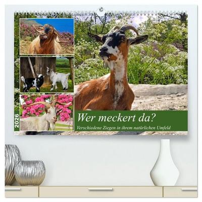 Wer meckert da? (hochwertiger Premium Wandkalender 2026 DIN A2 quer), Kunstdruck in Hochglanz