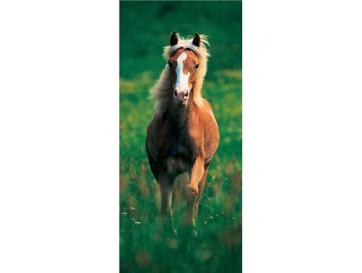 Fototapete PAPERMOON Haflinger Horse - Türtapete , bunt, B:0,9m L:2m, Vlies, Tapeten, Fototapete