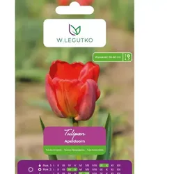 Tulpe „Apeldoorn“, 5 Stück