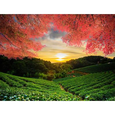 Fototapete PAPERMOON "TEE GARTEN-HERBST AHORN ASIEN BÄUME FELD WIESE SONNE", bunt, B:2,5m L:1,86m, Vlies, Tapeten