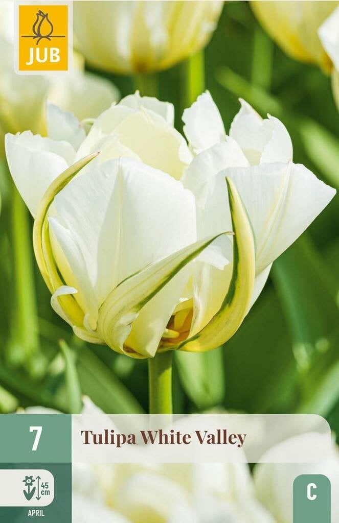 JUB Tulipa White Valley 7 bloembollen