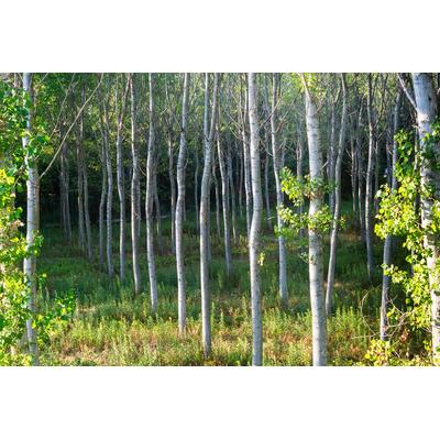 Fototapete PAPERMOON "Birkenwald", bunt, B:4,5m L:2,8m, Vlies, Tapeten