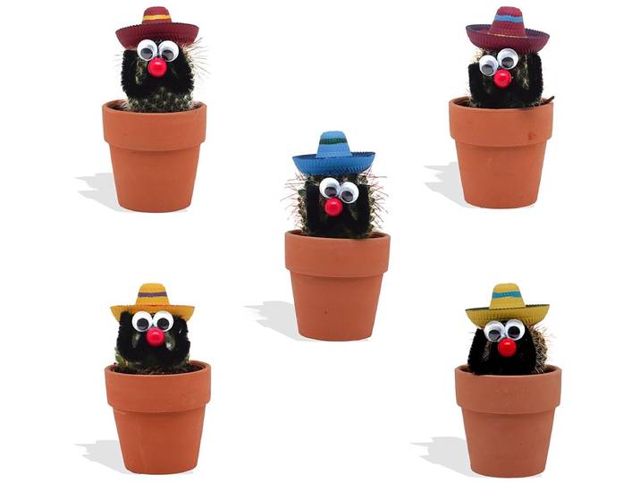DutchLeafs Cactussen Mexicaan Sombrero in Terracotta Bloempot - 5 Stuks - Kwekerspot 5\,5 cm - Hoogte 8-15 cm - Mini Cactussen - Kamerplanten