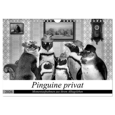 Pinguine privat (Wandkalender 2026 DIN A4 quer), CALVENDO Monatskalender