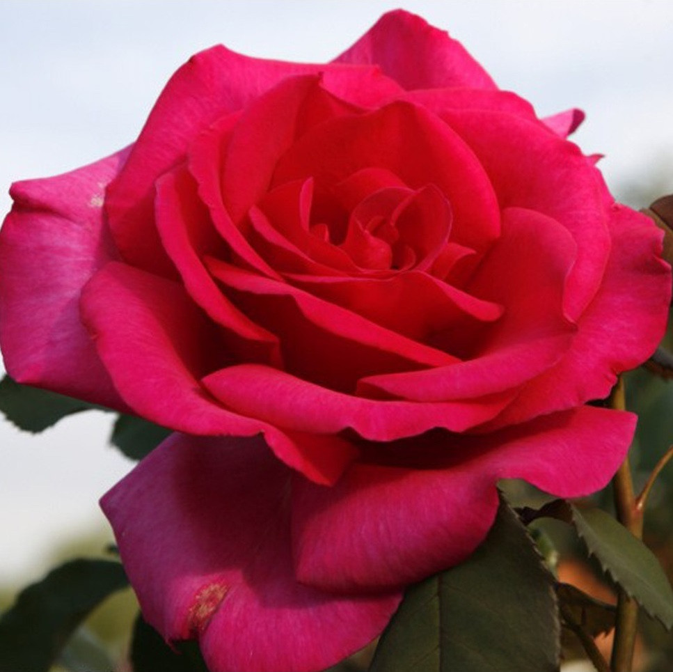 Kordes Eleganza Rosa Parole Roos