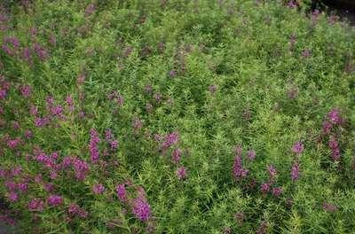 6 x Weiderich Lythrum salicaria Swirl - Waterzonnekruid - Pot van 9 x 9 cm