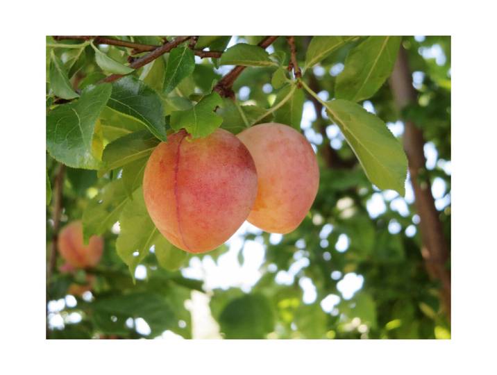 Zwetschge Johnnys gelbe 160-200 cm inklusive Topf'