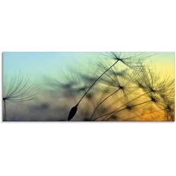 Glasbild ARTLAND "Goldener Sonnenuntergang und Pusteblumen", gelb (farbe bild(er): gelb), B:125cm H:50cm, Bilder, in verschiedenen Größen