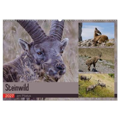 Steinwild am Pilatus (Wandkalender 2027 DIN A2 quer), CALVENDO Monatskalender