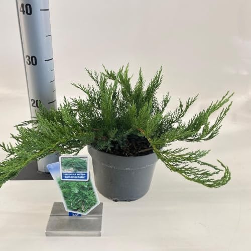 Juniperus sabina Tamariscifolia Jeneverbes in 20-25 cm pot