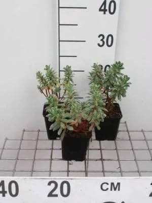 6x Wolfsmelk Euphorbia char. Portugese Velvet in 9x9 cm pot