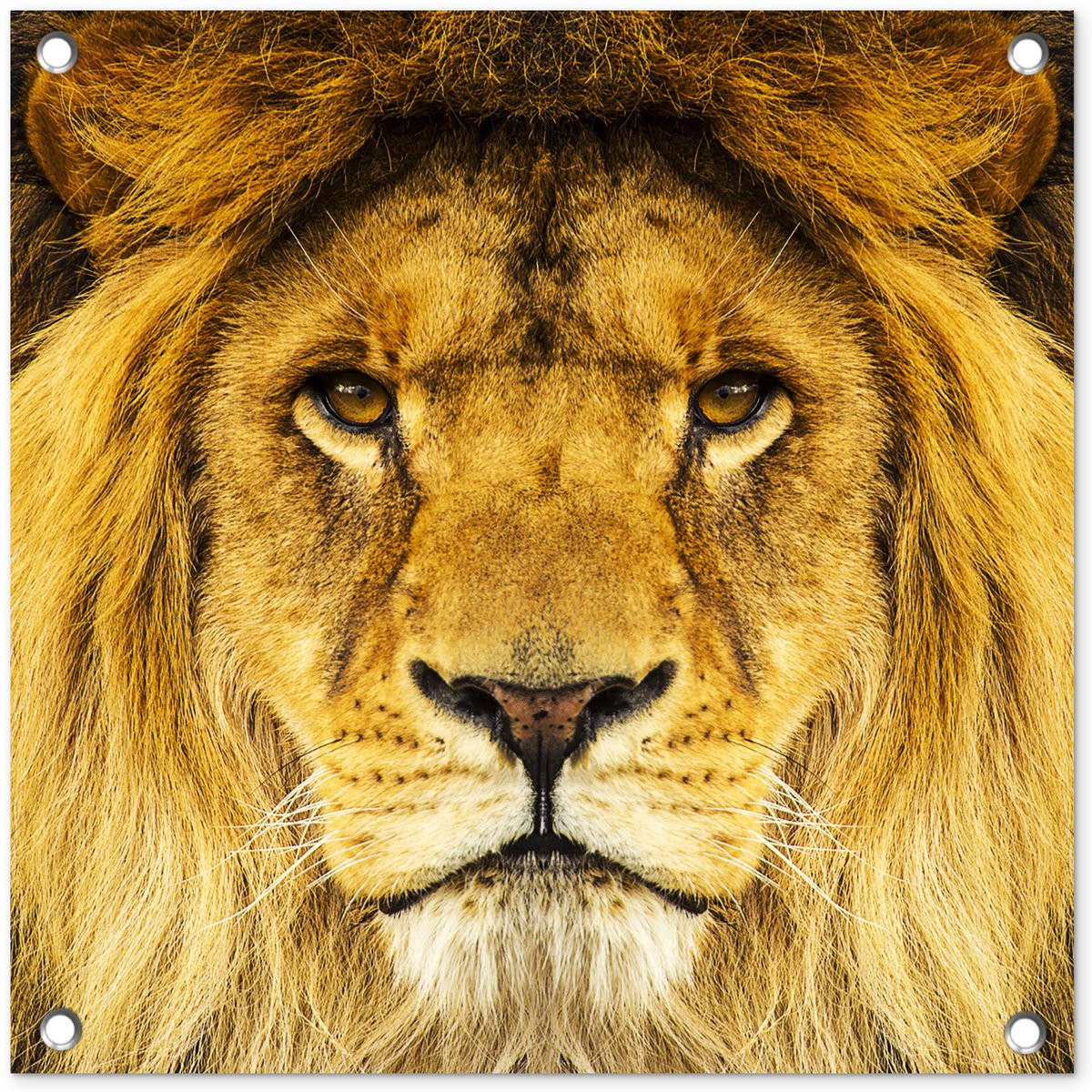 Tuindecoratie Leeuw Portret - Bruin - Tuinposter 50 x 50 cm