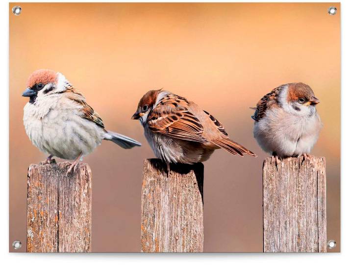 Poster REINDERS Vogelfamilie , beige (farbe bild(er): beige), B:80cm H:60cm T:0,1cm, Leinwand, Bilder, Poster