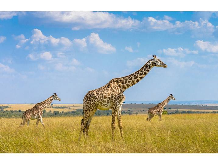 Fototapete PAPERMOON Photo-Art HUSAIN ALFRAID, TRIO-GIRAFFEN , bunt, B:1,5m L:1,11m, Vlies, Tapeten, Fototapete