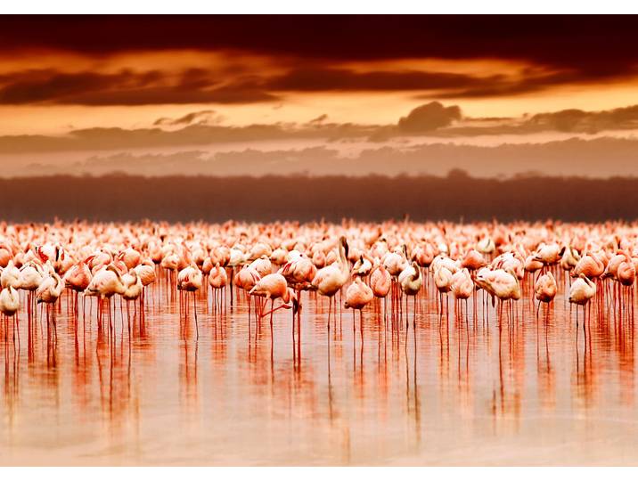 Fototapete PAPERMOON African Flamingos , bunt, B:2,5m L:1,86m, Vlies, Tapeten, Fototapete