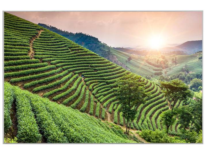 Bild mit Rahmen Weinberge image LAND