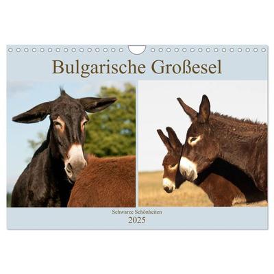 Bulgarische Großesel - Schwarze Schönheiten (Wandkalender 2025 DIN A4 quer), CALVENDO Monatskalender