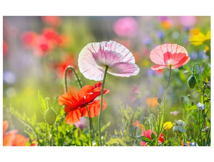 Digitaldruck auf Acrylglas Mohnblumen 4 image LAND / Grösse: 120 x 80 cm