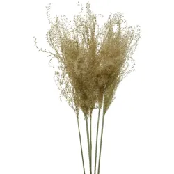 Decoris Trockenblumen Pampasgras 55cm getrockneter Gräser Hochzeitsdeko Natur