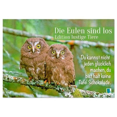 Die Eulen sind los: Edition lustige Tiere (Tischkalender 2026 DIN A5 quer), CALVENDO Monatskalender