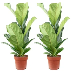 Flowerbox 2er-Set Geigenfeige - Ficus Lyrata - Höhe ca. 65 cm, Topf-Ø 17 cm