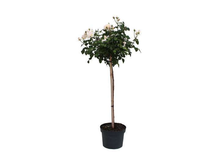 Beetrose Home & Garden '®(Rosa 'Home & Garden '®, Stamm), TopfgrösseØ29cm'