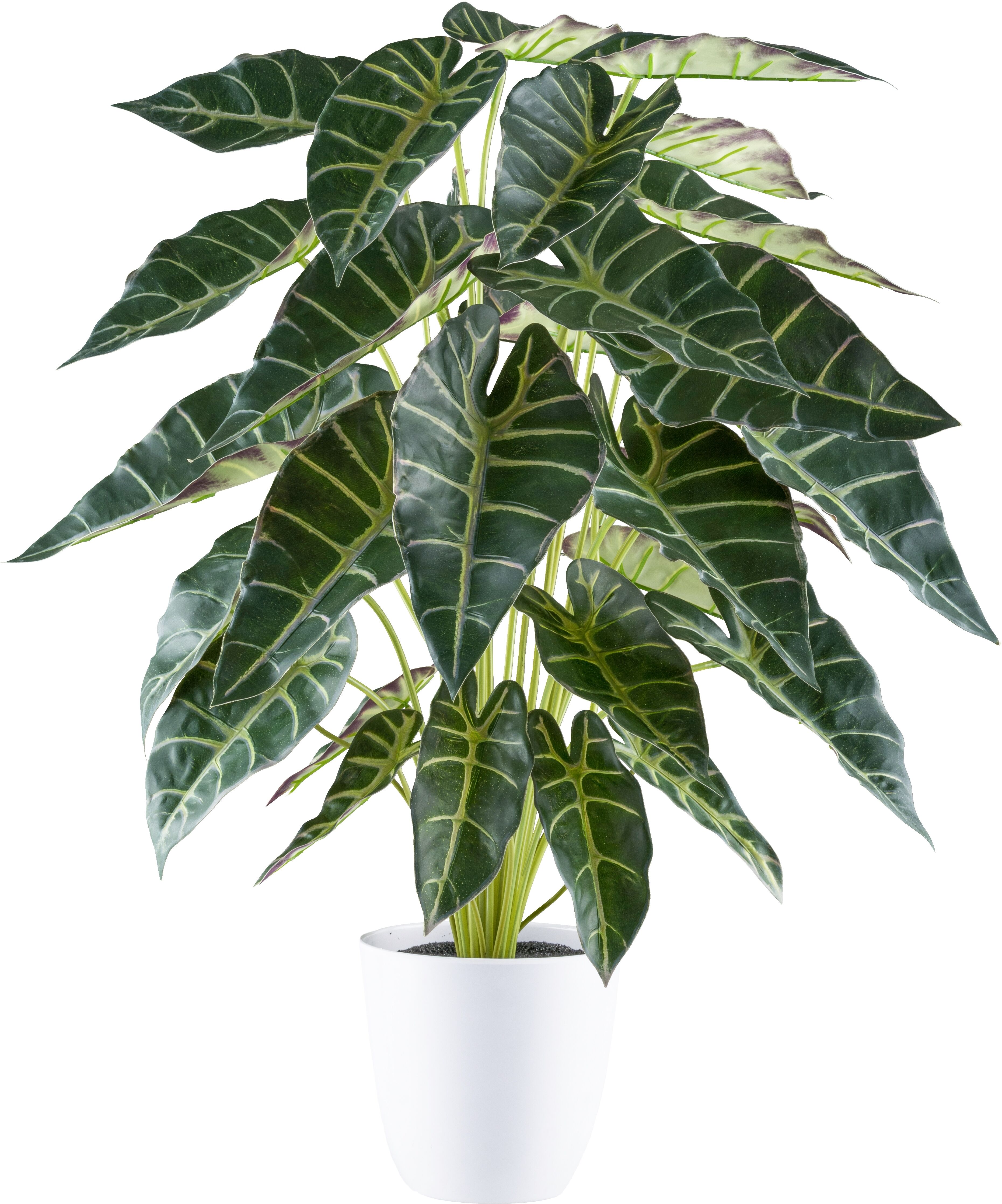 Kunstpflanze CREATIV GREEN "Alocasia", grün, H:68cm, Kunststoff, Kunstpflanzen, Kunstpflanze, mit zahlreichen Blättern