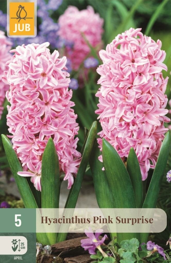 Jub Hyacint Pink Surprise 5 bollen