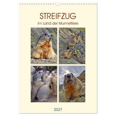 STREIFZUG im Land der Murmeltiere (Wandkalender 2027 DIN A3 hoch), CALVENDO Monatskalender