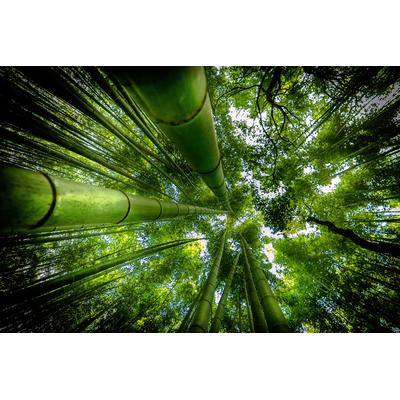 Fototapete PAPERMOON "Photo-Art DAVID ROS, ARASHIYAMA", bunt, B:4,5m L:2,8m, Vlies, Tapeten