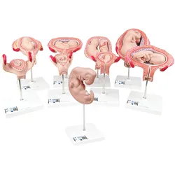 Schwangerschaftsmodell Serie, 9 Modelle - 3B Smart Anatomy