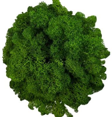 Inspire Select Artificial Reindeer Moss Decor Faux Green Moss For Crafts, Potted Plants & Wall Art green 0.7 Oz