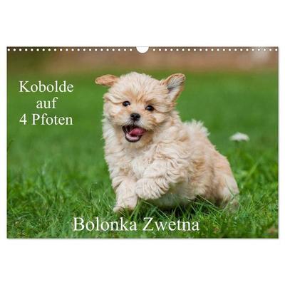 Kobolde auf 4 Pfoten - Bolonka Zwetna (Wandkalender 2027 DIN A3 quer), CALVENDO Monatskalender