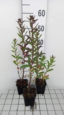 6 x Herfstaster Aster Septemberrubin, GRDplanten, Pot van 9 x 9 cm